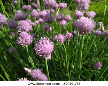 pink clover flowers in green grass bloom in the garden in summer