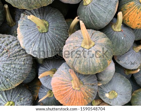 A lot of pumpkins in green and yellow Royalty-Free Stock Photo #1590548704