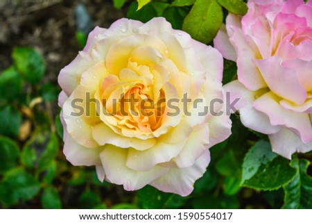 Pink and yellow rose flower. Close-up photo of garden flower with shallow depth of field