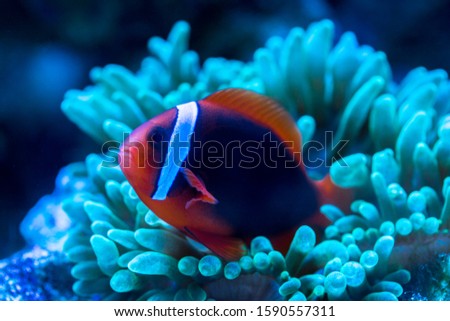 Tomato Clownfish and host anemone in underwater