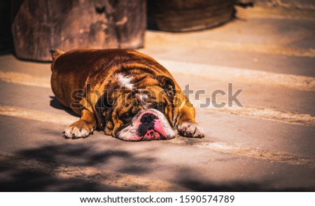 Beautiful English Bulldog portrait Sunbathe.