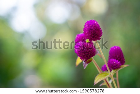 Purple globe amaranth or Gomphrena globosa isolated on nature blur background. Royalty-Free Stock Photo #1590578278