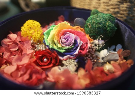 Rainbow rose, selective focus with copy space. Rainbow rose for Valentine's day, LGBTQ, Love Has No Gender concepts. Eternity roses, preserved flowers the valuable and impressive gift for Valentine.