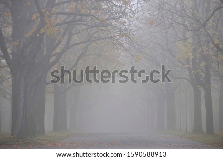 Autumn mood, tree-lined avenue in fog, Stuttgart, Baden-Wuerttemberg, Germany, Europe