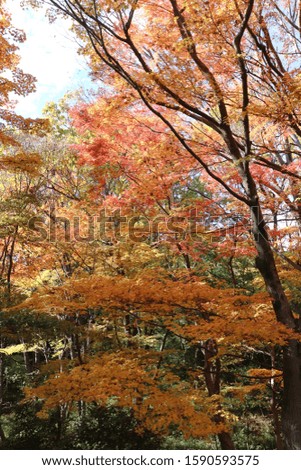 Colored leaves of the autumn in Japan