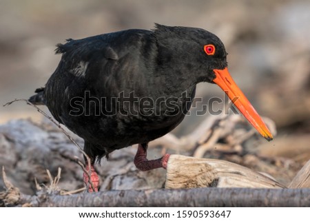 A NZ variable oystercatcher defending its nest on a sandy beach at Ohiwa, New Zealand. 