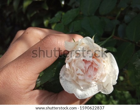 white flower in my garden
