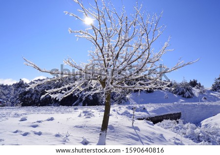 Trees in the cold winter with snow