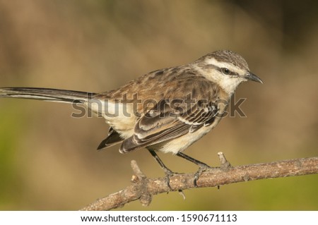 A vertical shot of a sparrow bird perched on a tree branch with a blurred background