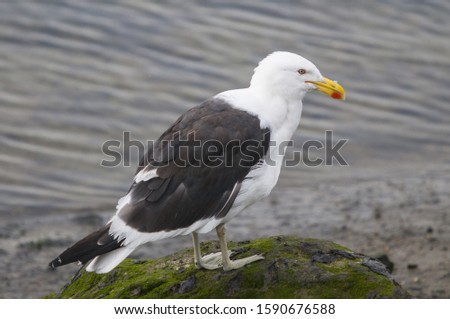 A closeup shot of a beautiful great black-backed gull standing on a mossy stone