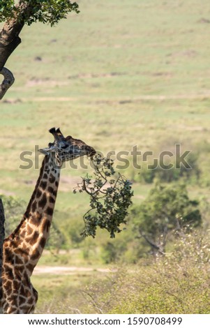 A giraffe grazing on a tree branch inside Masai Mara National Reserve during a wildlife safari