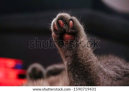 Cat waving paw close up view