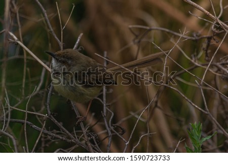 A bird hiding in the think undergrowth at Marievale Bird Sanctuary