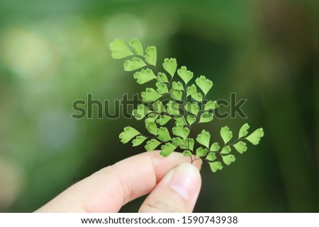 women's fingers holding fresh green leaves of Maidenhair Fern (Adiantum) 