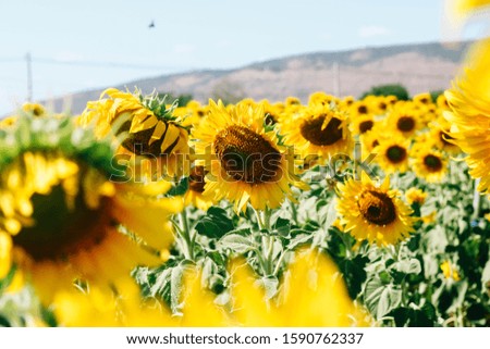 Sunflowers in the field in sunny day