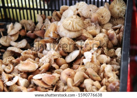 Marasmius oreades, the Scotch bonnet, is also known as the fairy ring mushroom or fairy ring champignon. Mushrooms pattern.