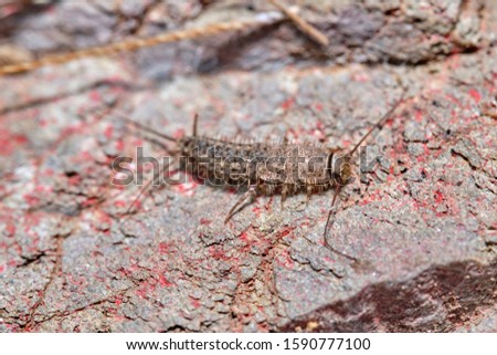 Wild silverfish on a stone in a natural enviroment. It is not a domestic silverfish.