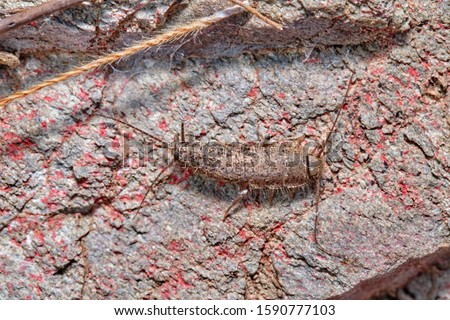 Wild silverfish on a stone in a natural enviroment. It is not a domestic silverfish.