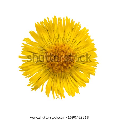 yellow coltsfoot (tussilago farfara) flower top view isolated on white Royalty-Free Stock Photo #1590782218