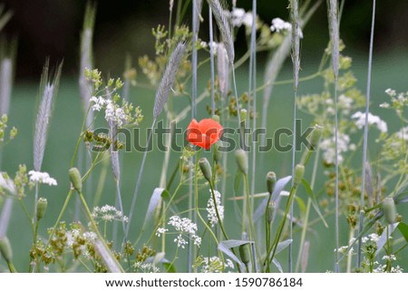 poppy in a wild flower field