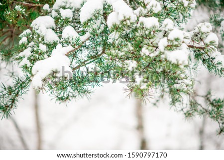background of spruce branches in the snow