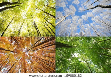 Four seasons in the forest Royalty-Free Stock Photo #159080183