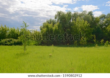 Bright summer landscape with a green meadow, forest and clouds