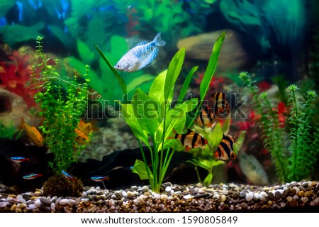 Blue gourami - known as anabantoids or labyrinth fish with dark spots and a long mustache