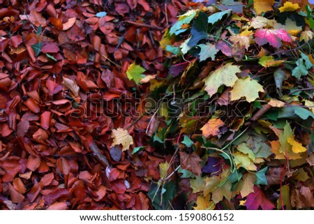 A high angle view of colorful wet leaves on the ground during autumn - a cool picture for backgrounds