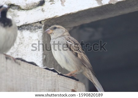 An house sparrow bird over the door of our backyard and poses fearlessly. This is almost engdangered species in the villages.