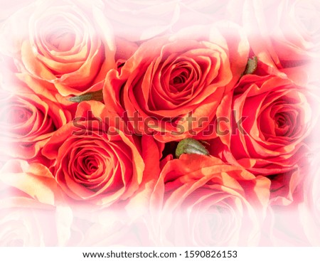 pale orange rose flowers top view with white vigneting, natural background