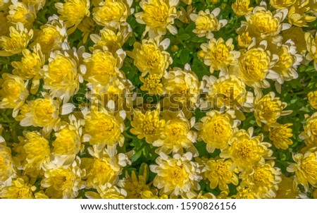 yellow chrysanthemum flowers top view, natural background