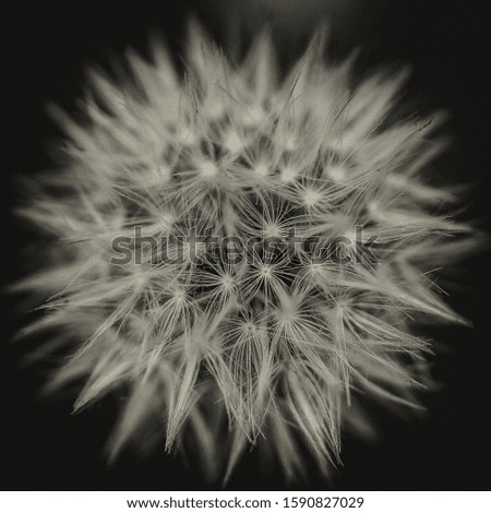 A closeup picture of a common dandelion on a dark and blurry background