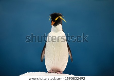 Yellow plume penguin on the ice posing on a blue background. It's an animal that belongs to the birds