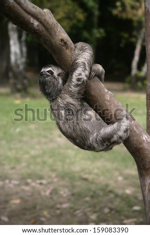 Brown-throated three-toed sloth, Bradypus variegatus, Youngster, Brazil Royalty-Free Stock Photo #159083390