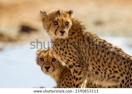 A selective focus shot of magnificent cheetahs standing near a small pond