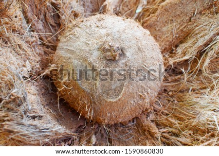Old coconut fruit, whose outer skin is peeled to show the fibers on the inside, are photographed up close with a dried leaves background