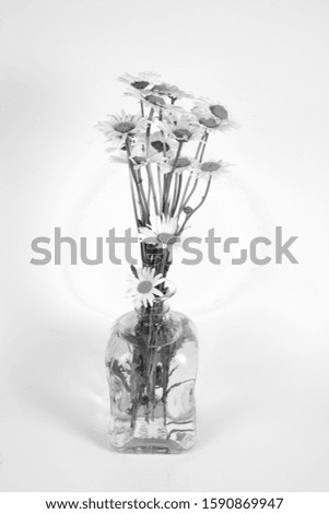 Beautiful white summer delicate flowers of a daisy in a monochrome vase
