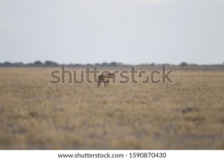 A selective focus shot of a lion walking in the distance in an empty field