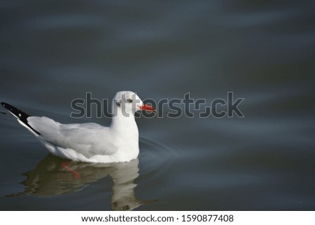 A close up view of the seagull floating on the water surface