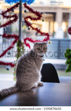 cute cat Christmas season  holidays and celebration new year Christmas lights