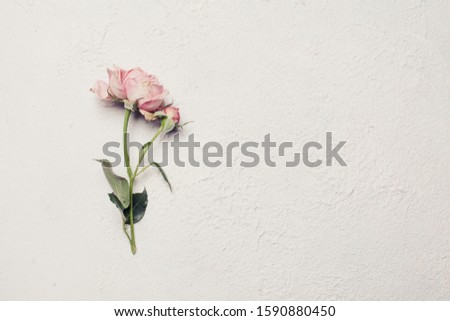 Perfect white card with rose flower, pastel delicate floral background