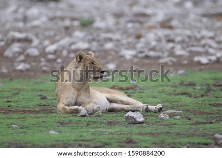 A lion laying on the ground while looking in the distance with a blurred background