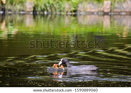 Photo Picture Scenic photography landscape European natural countryside with duck