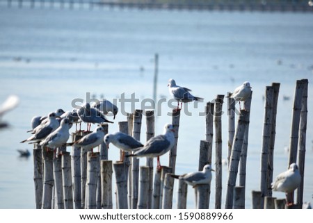A group of seagulls perched on dry tree stump  In the evening sea