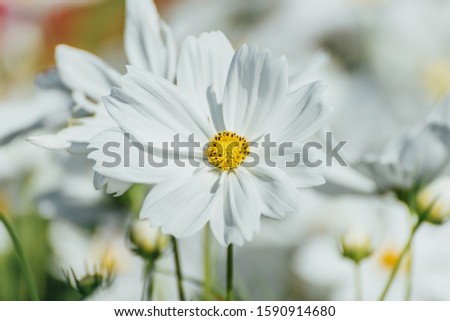 White Purity Cosmos In Garden, White Flowers  Royalty-Free Stock Photo #1590914680