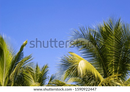 Coconut tree,Coconut tree and blue sky background, Close up of Coconut leaves and blue background.