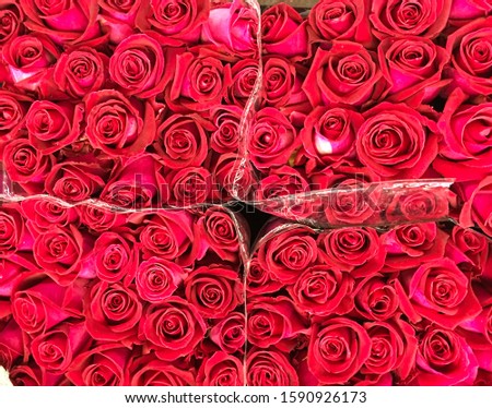 Bouquet of fresh roses, flower bright background. A close up macro shot of a red rose. Flower shop. Red rose flower, 


