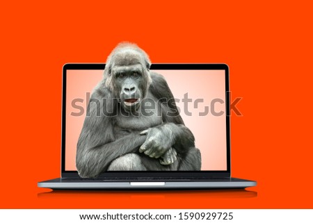 monkey, male gorilla with his mouth open in surprise looks out of the laptop screen on a neutral background of lush lava color