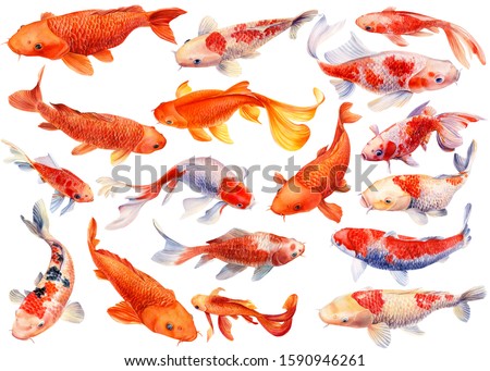 Set of carp koi on an isolated white background, watercolor painting, illustration
